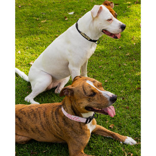 Custom Chic Pink White Stars Hund Welpe Hunde Name Haustierhalsband