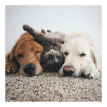 Custom Deux laboratoires et une affiche de chat