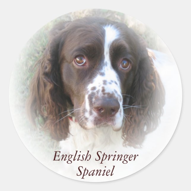 Custom English Springer Spanel Dog Stickers (Vorderseite)