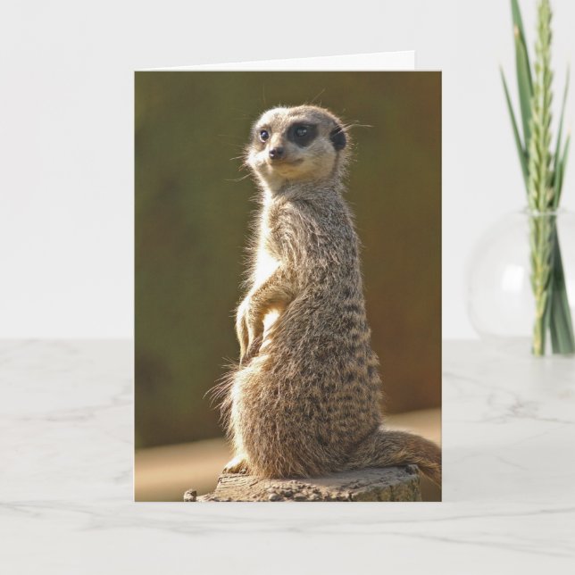 Custom Meerkat Birthday Card Karte (Vorderseite)