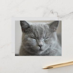 Custom Niedlich Grey Kitty Face Foto Postkarte