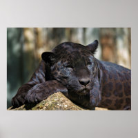 Custom Panther Poster 24" x 16"