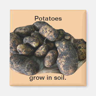 Custom Potato Magnets, harvested Magnet