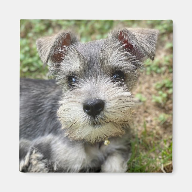 Custom Schnauzer Foto Magnet (Vorne)
