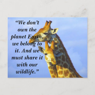 Custom Slogan/Conservation Giraffe Cuddles Feiertagspostkarte