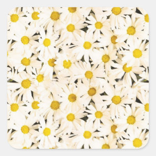 Custom White Daisies Blank Trendy Elegant Template Quadratischer Aufkleber