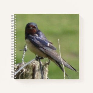 Cute à regarder la grange avale Carnet d'observati