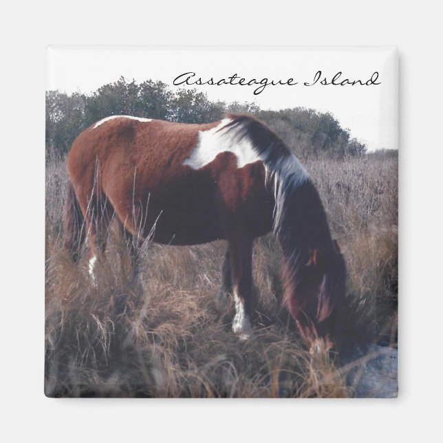 Cute Assateague Mare - Magnet (Devant)