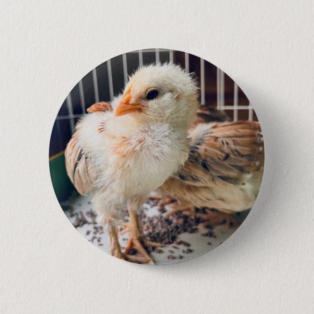 Cute Baby Chick Round Button (Vorderseite)