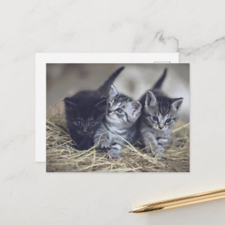 cute baby kittens postkarte