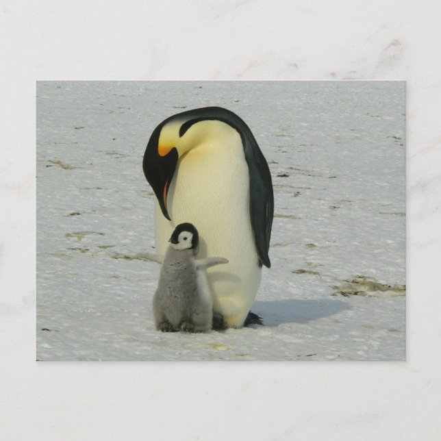cute baby penguin with his mother postkarte (Vorderseite)