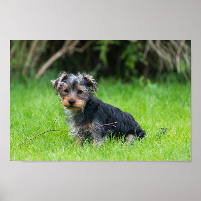 Cute baby yorkie puppy with sad eyes expression poster (Vorne)