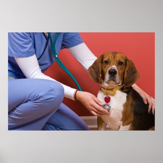 Cute Beagle Dog Getting a Veterinary Checkup Poster (Vorne)