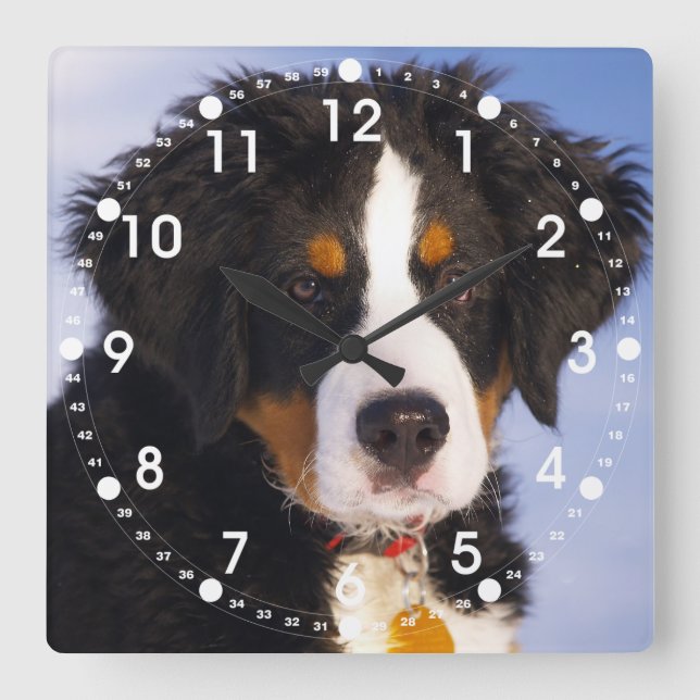 Cute Bernese Mountain Dog Puppy Quadratische Wanduhr (Vorderseite)