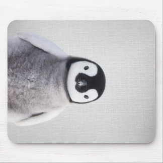 Cute Black And White Baby Penguin Mousepad