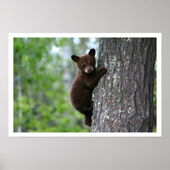 Cute Black Bear Cub Escalade un arbre Poster (Devant)
