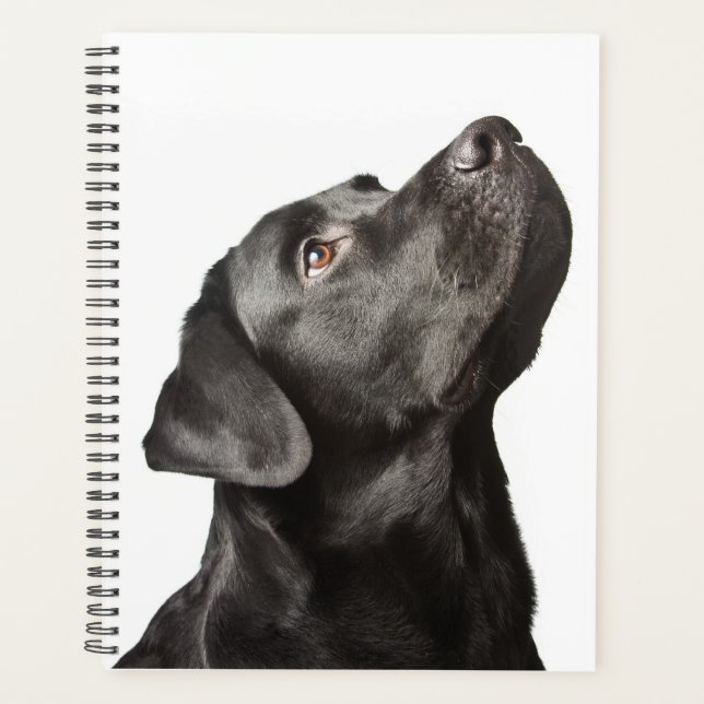 Cute Black Lab Chien Chien Chien Aimant Labrador R (Devant)