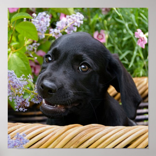 Cute Black Labrador Retriever Dog Puppy Pet Photo Poster (Vorne)