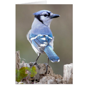 Cute Bleu Jay Songbird sur Treestump