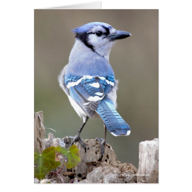 Cute Bleu Jay Songbird sur Treestump (Devant)