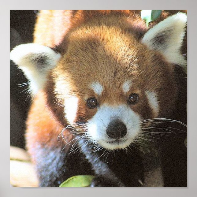 Cute Brown Bear Photo Poster (Vorne)