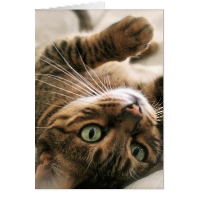 Cute Brown tacheté Bengale Chat Kitten couché dans (Devant)