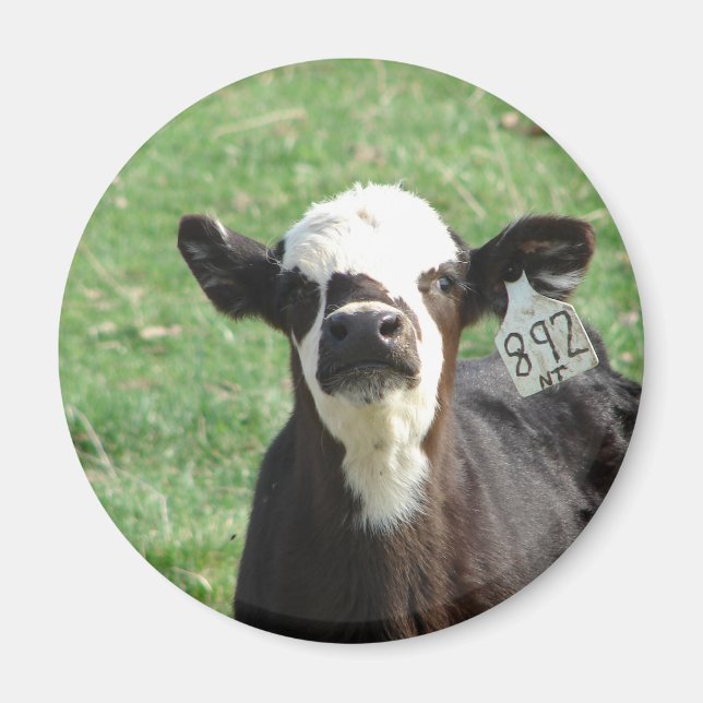 Cute Calf Magnet (Vorne)