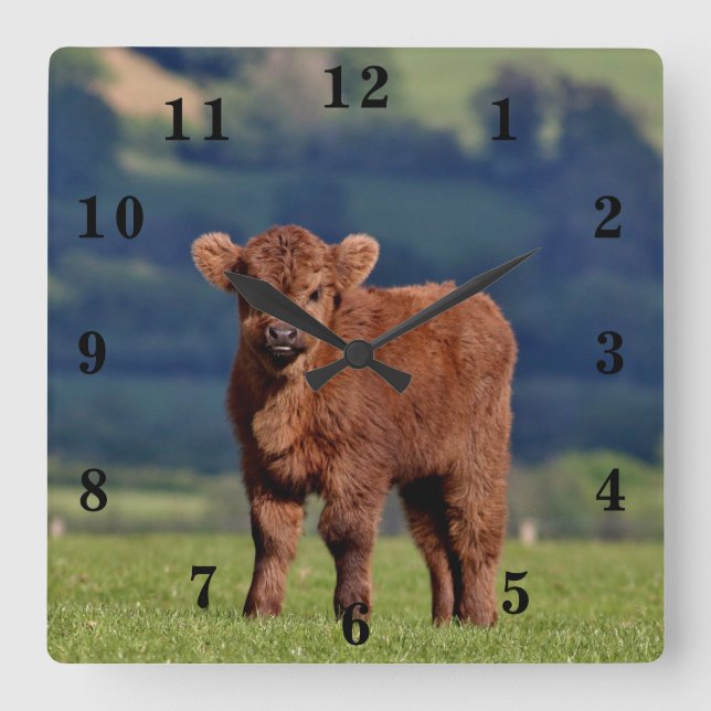 Cute Calf Quadratische Wanduhr (Vorderseite)