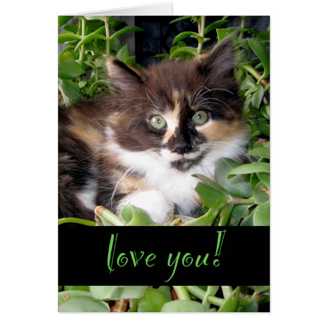 Cute Calico Cat Love Salutation (Devant)