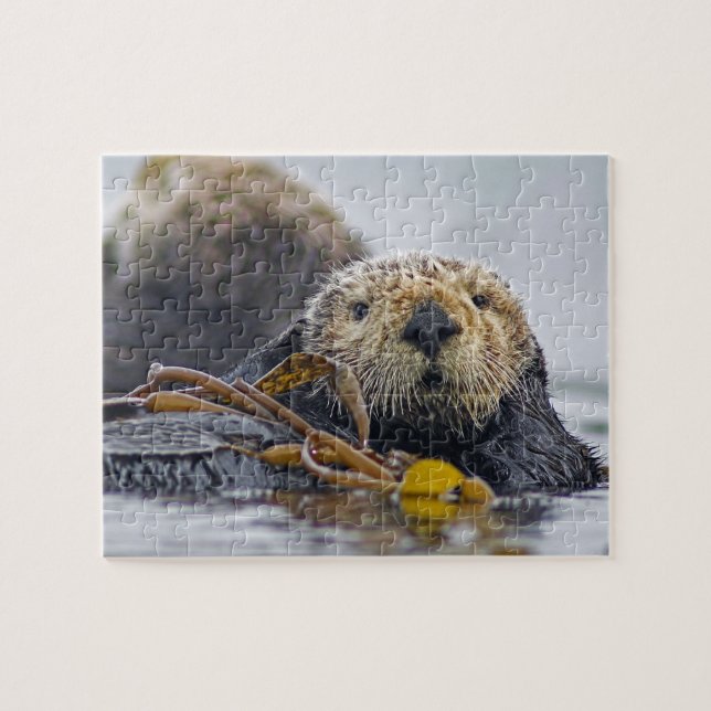 Cute California Sea Otter - Wildlife Photography (Horizontal)