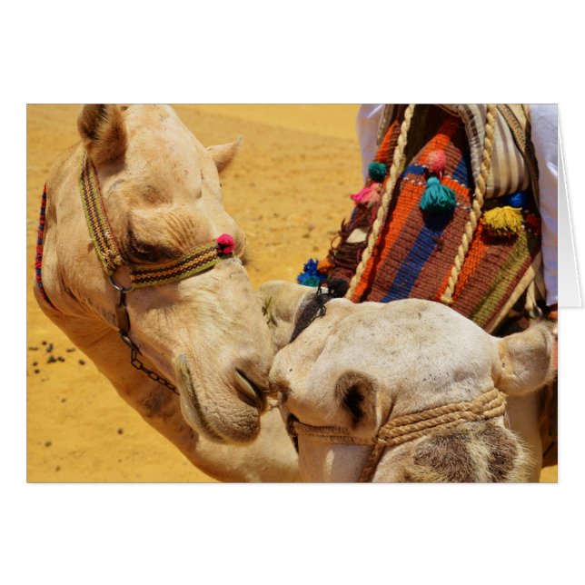 Cute Camels (Vorderseite (Horizontal))