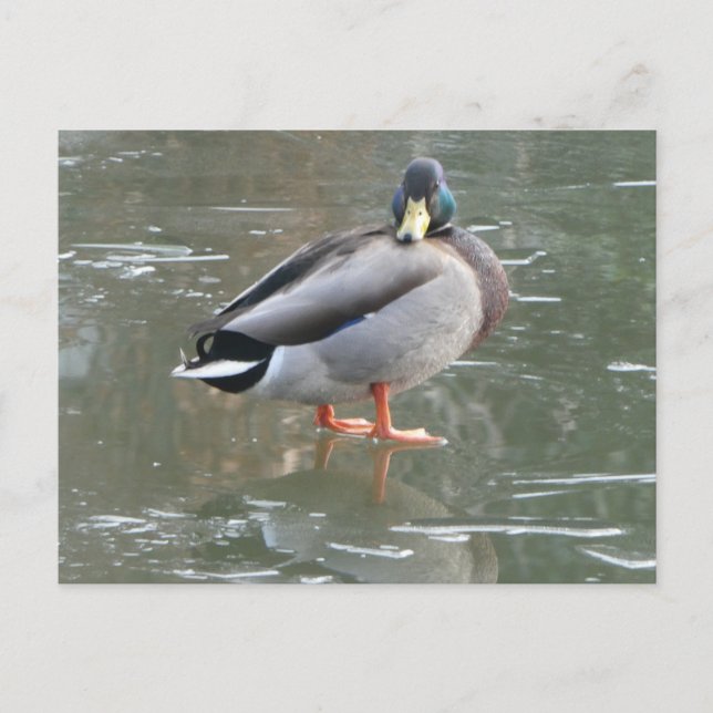 Cute canard mâle sur glace do-it-yourself carte po (Devant)