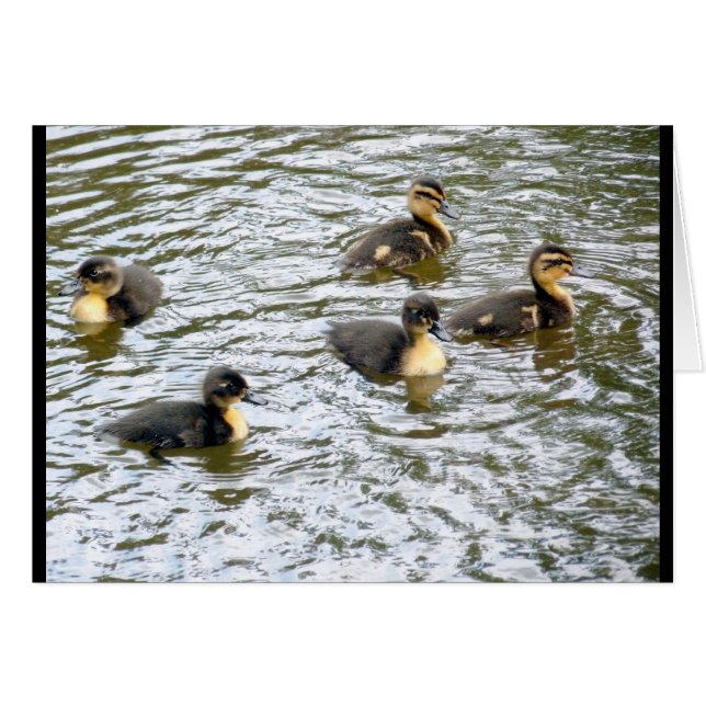 Cute Canettes Natation (Devant horizontal)