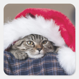 Cute cat in santa hat quadratischer aufkleber