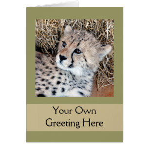 Cute Cheetah Cub Photo