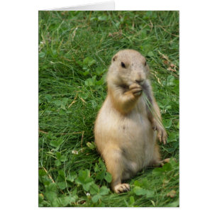 Cute chien des Prairies debout et manger