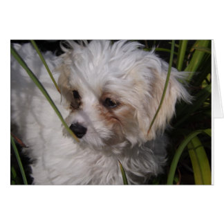 Cute Chiot Cavachon