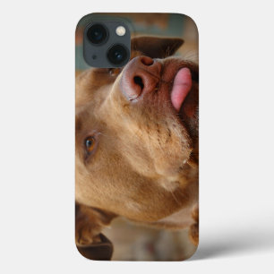 Cute chocolate Lab Pit Mix Dog Case-Mate iPhone Hülle