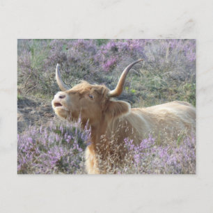 Cute Cow in Heathland do-it-yourself Carte postale