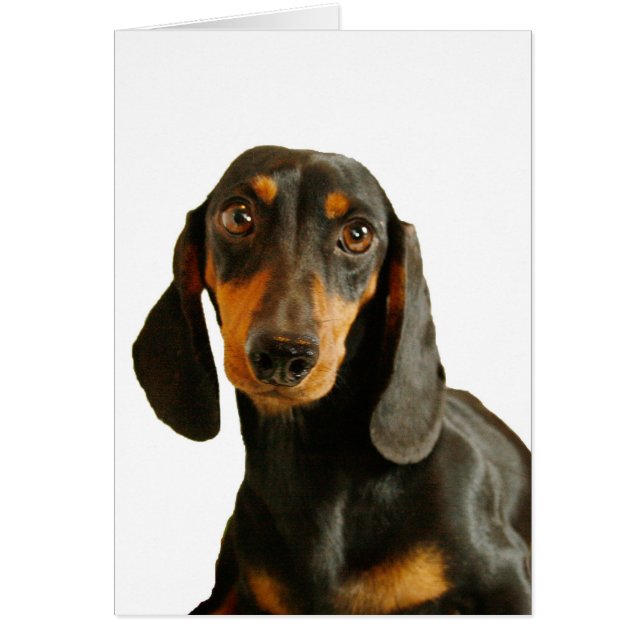 Cute Dachshund ( Miniature Brown courte haïe ) (Devant)