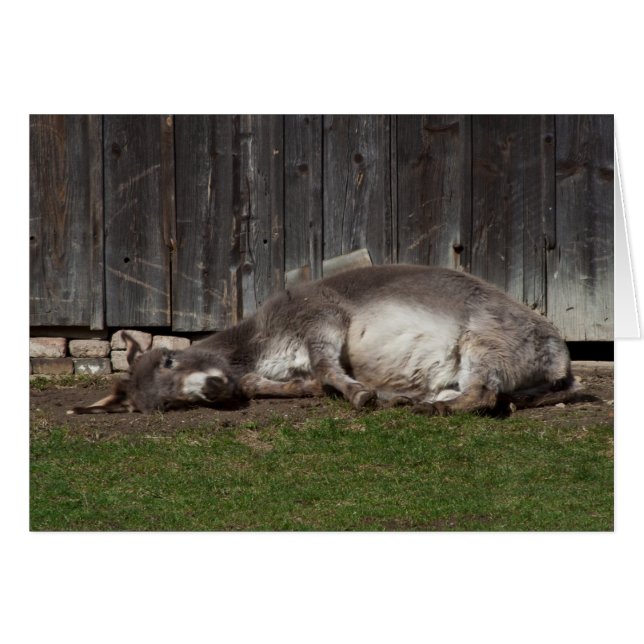 Cute Donkey Resting After A Sand Bath (Vorderseite (Horizontal))