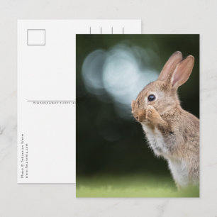 Cute Easter Bunny Photo Postkarte
