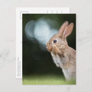 Cute Easter Bunny Photo Postkarte