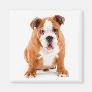 Cute English Bulldog Lover Funny Puppy Dog Magnet