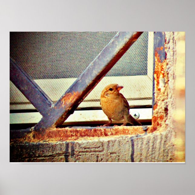 Cute Finch Poster (Vorne)