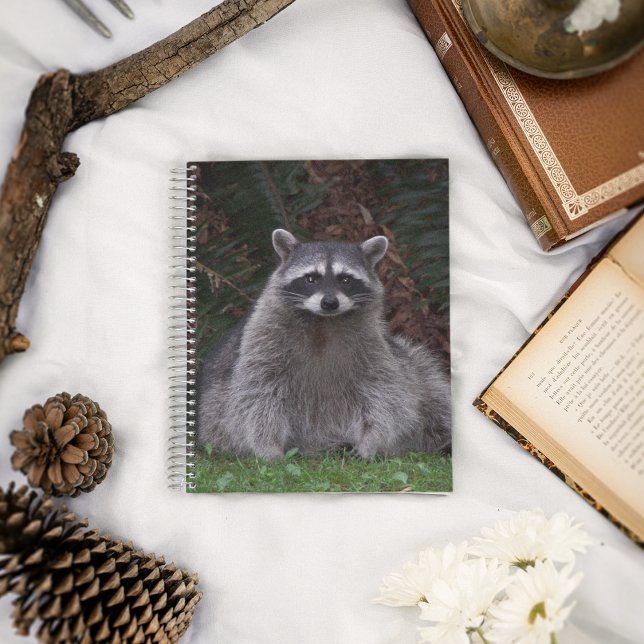 Cute Forest Raccoon Wildlife Photo Carnet (In Situ)