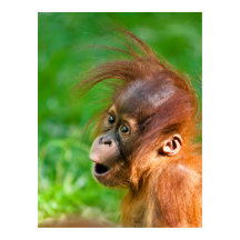 Cute funny baby orangutan monkey animal smiling