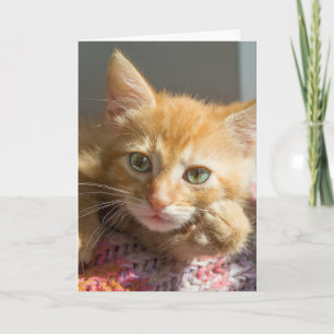 CUTE GINGER CAT KITTEN CARTES D'ENSEIGNEMENT