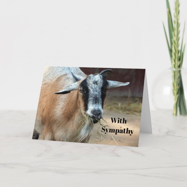 Cute Goat Eating Hay Foto Sympathy Karte (Vorderseite)