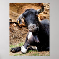 CUTE GOAT